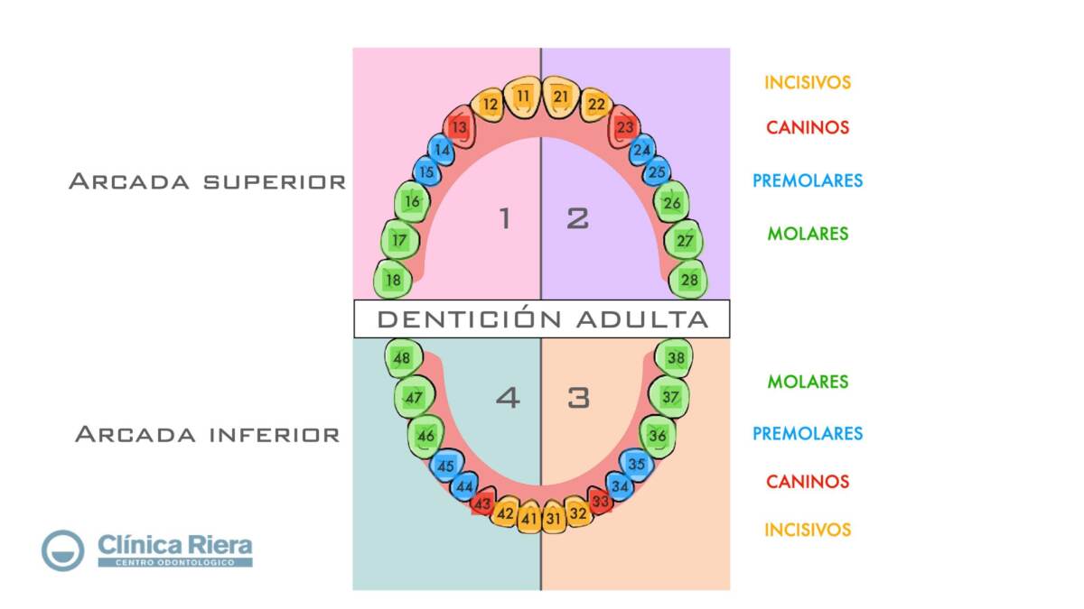 Esquema de los dientes ¡Fotos & Guía 2021!